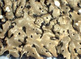 Attēlu rezultāti vaicājumam “Menegazzia terebrata”