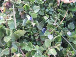 Attēlu rezultāti vaicājumam “Veronica persica”