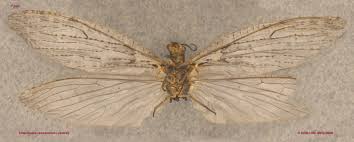 Attēlu rezultāti vaicājumam “Claustria didermoides”