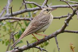 Image result for Anthus campestris