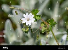 Attēlu rezultāti vaicājumam “Geranium pyrenaicum flower”