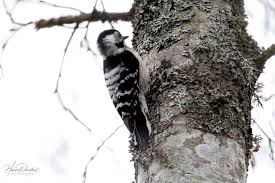 Attēlu rezultāti vaicājumam “Dendrocopos minor female”