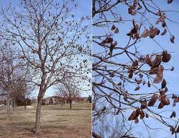Attēlu rezultāti vaicājumam “Gymnocladus dioicus”