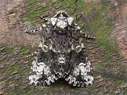 Attēlu rezultāti vaicājumam “Craniophora ligustri imago”