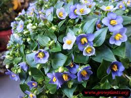 Image result for Exacum affine