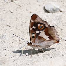 Attēlu rezultāti vaicājumam “Apatura iris underside”