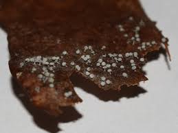 Attēlu rezultāti vaicājumam “Didymium proximum macro”