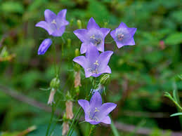 Attēlu rezultāti vaicājumam “Campanula rotundifolia”