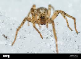 Attēlu rezultāti vaicājumam “Anyphaena accentuata”