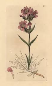 Attēlu rezultāti vaicājumam “Silene viscaria”