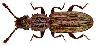 Attēlu rezultāti vaicājumam “Silvanidae”