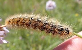 Attēlu rezultāti vaicājumam “Rhyparia purpurata”