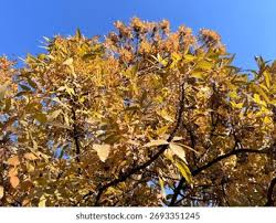 Attēlu rezultāti vaicājumam “Fraxinus excelsior fruit”