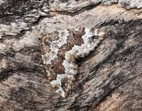 Attēlu rezultāti vaicājumam “Lampropteryx suffumata”