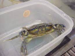 Image result for Carcinus maenas