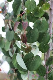 Attēlu rezultāti vaicājumam “Cercidiphyllum japonicum leaf”