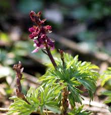 Attēlu rezultāti vaicājumam “Corydalis cava flower”