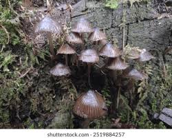 Attēlu rezultāti vaicājumam “Mycena stipata”