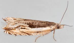 Attēlu rezultāti vaicājumam “Ancylis apicella”