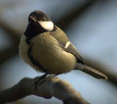 Attēlu rezultāti vaicājumam “Parus major female”