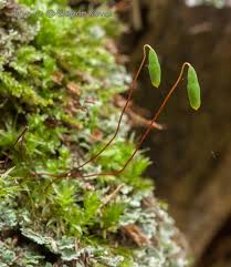 Attēlu rezultāti vaicājumam “Pohlia elongata”