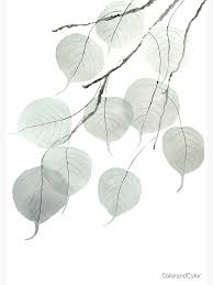 Attēlu rezultāti vaicājumam “Tilia cordata leaf”