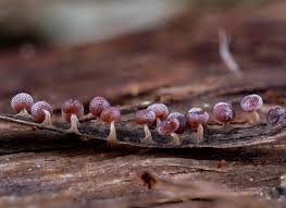 Attēlu rezultāti vaicājumam “Physarum leucophaeum spores”