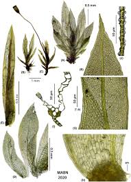 Attēlu rezultāti vaicājumam “Fissidens bryoides sporophyte”