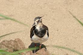 Attēlu rezultāti vaicājumam “Vanellus vanellus”