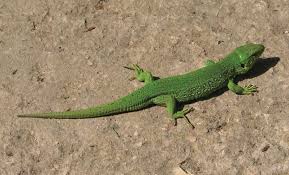 Attēlu rezultāti vaicājumam “Lacerta vivipara”