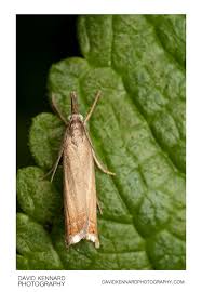 Attēlu rezultāti vaicājumam “Chrysoteuchia culmella”