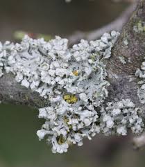 Attēlu rezultāti vaicājumam “Physcia adscendens”
