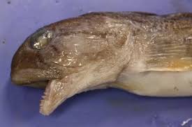 Image result for Zoarces americanus