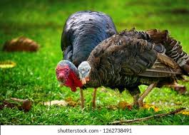 Attēlu rezultāti vaicājumam “Meleagris”