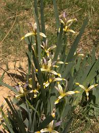 Attēlu rezultāti vaicājumam “Iris rosenbachiana”
