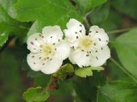 Attēlu rezultāti vaicājumam “Crataegus x macrocarpa”