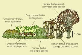 Attēlu rezultāti vaicājumam “Cladonia”