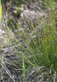 Attēlu rezultāti vaicājumam “Schoenus ferrugineus flower”