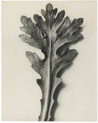 Image result for Chrysanthemum segetum