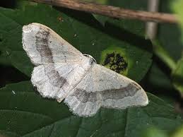 Attēlu rezultāti vaicājumam “Idaea aversata”