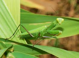 Attēlu rezultāti vaicājumam “Mantis religiosa”