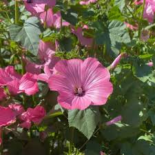 Image result for Lavatera trimestris