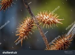 Attēlu rezultāti vaicājumam “Physarum xanthinum macro”