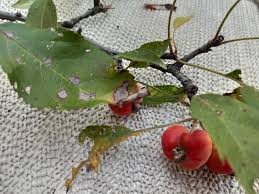 Attēlu rezultāti vaicājumam “Malus baccata fruit”