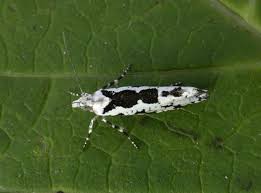 Attēlu rezultāti vaicājumam “Ypsolopha sequella”