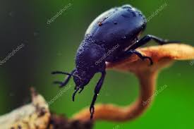 Attēlu rezultāti vaicājumam “Trypocopris vernalis”