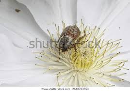 Attēlu rezultāti vaicājumam “Melolontha melolontha imago”