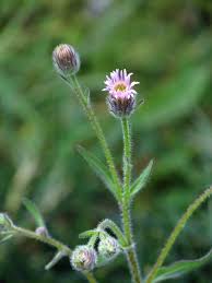 Attēlu rezultāti vaicājumam “Erigeron acris flower”