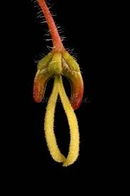 Attēlu rezultāti vaicājumam “Acer negundo female flower”