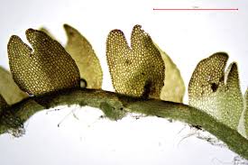 Attēlu rezultāti vaicājumam “Cladopodiella francisci”